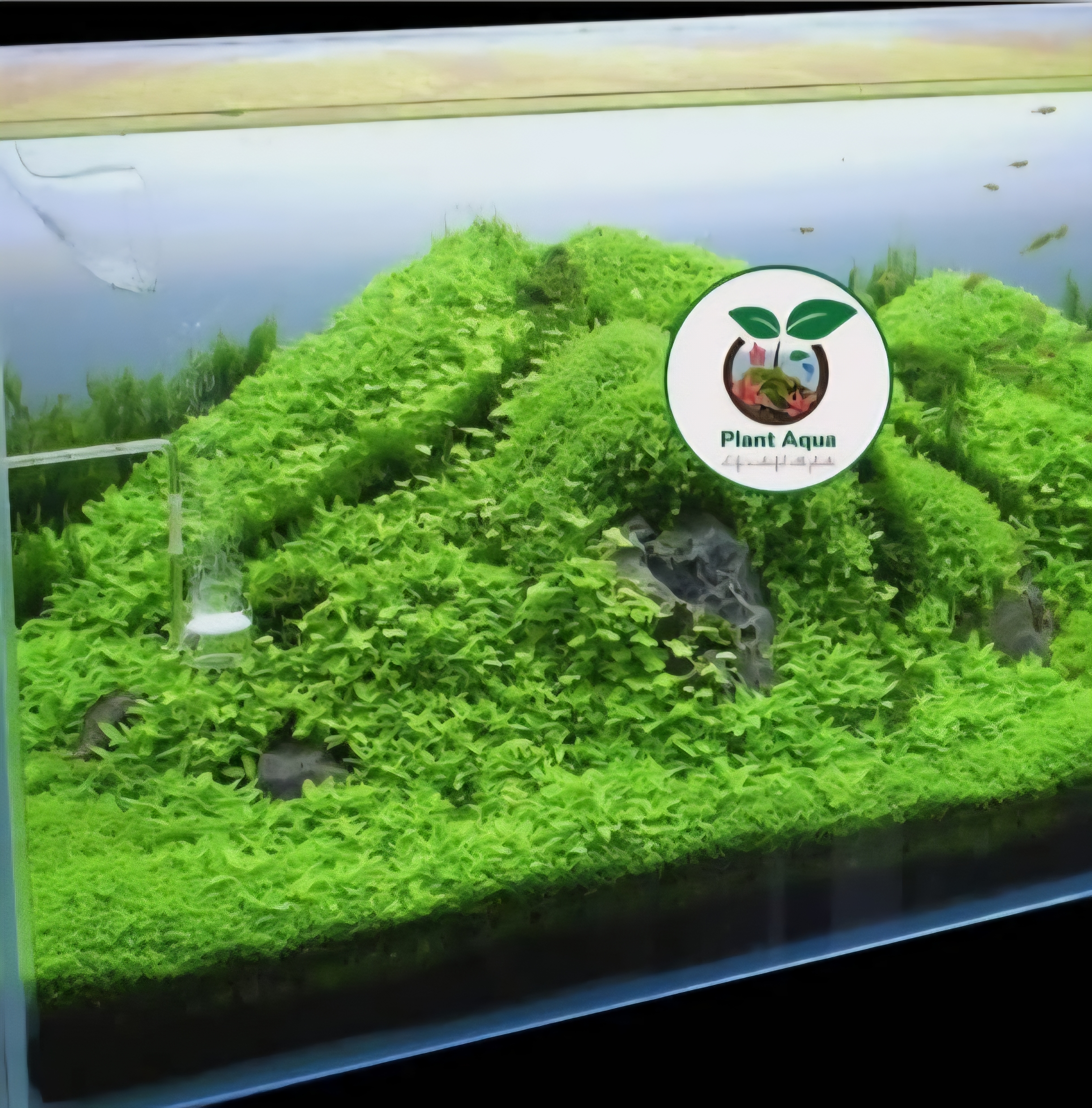 چمن مونت کارلو