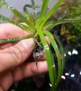 چمن ژاپنی برای جلوی آکواریوم Aquarium grass