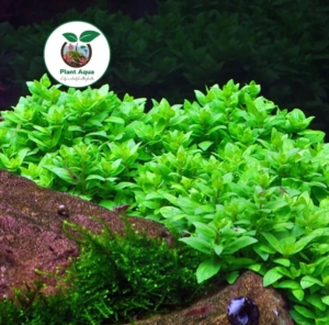 گیاه آبزی آکواریوم پلنت استروژن Staurogyne repens