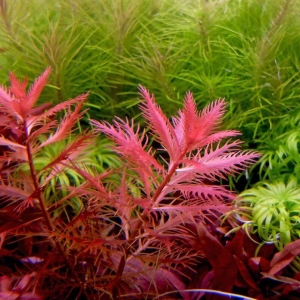 گیاه آکواریوم استرالیس استلاتا