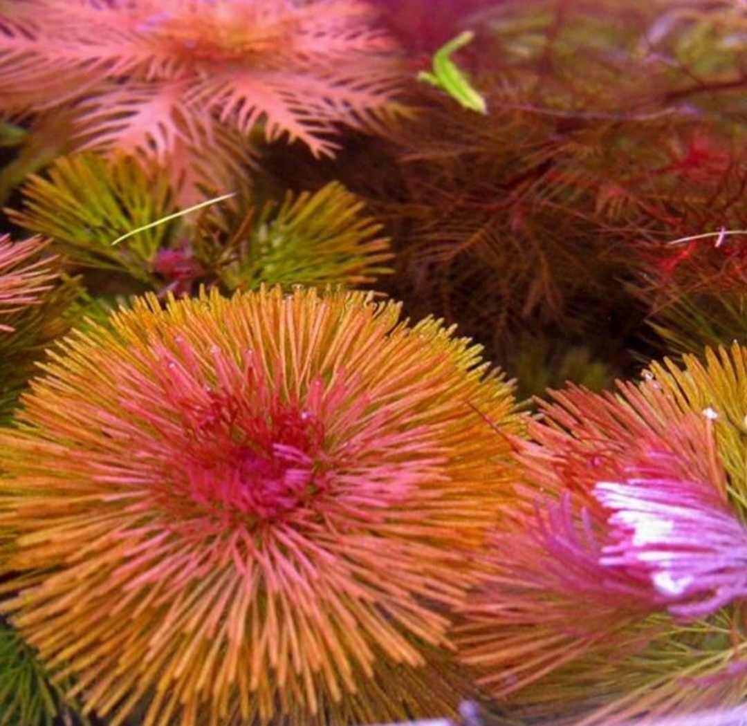 گیاه آکواریوم کابومبا قرمز / Cabomba piauhyensis - تصویر 2