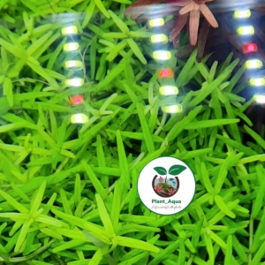 نور ال ای دی آکواریوم پایه دار AL-550P سوبو