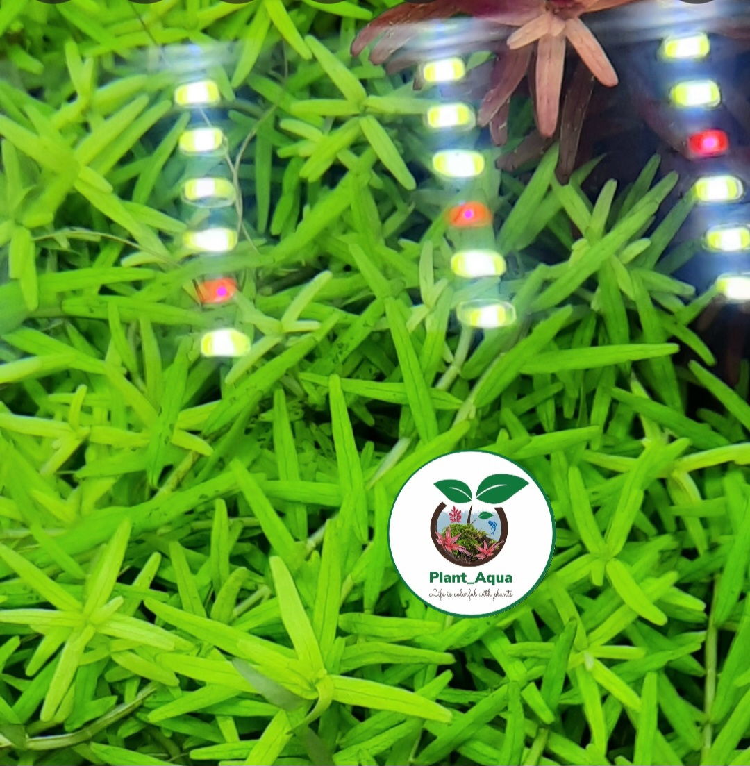 نور ال ای دی آکواریوم پایه دار AL-550P سوبو