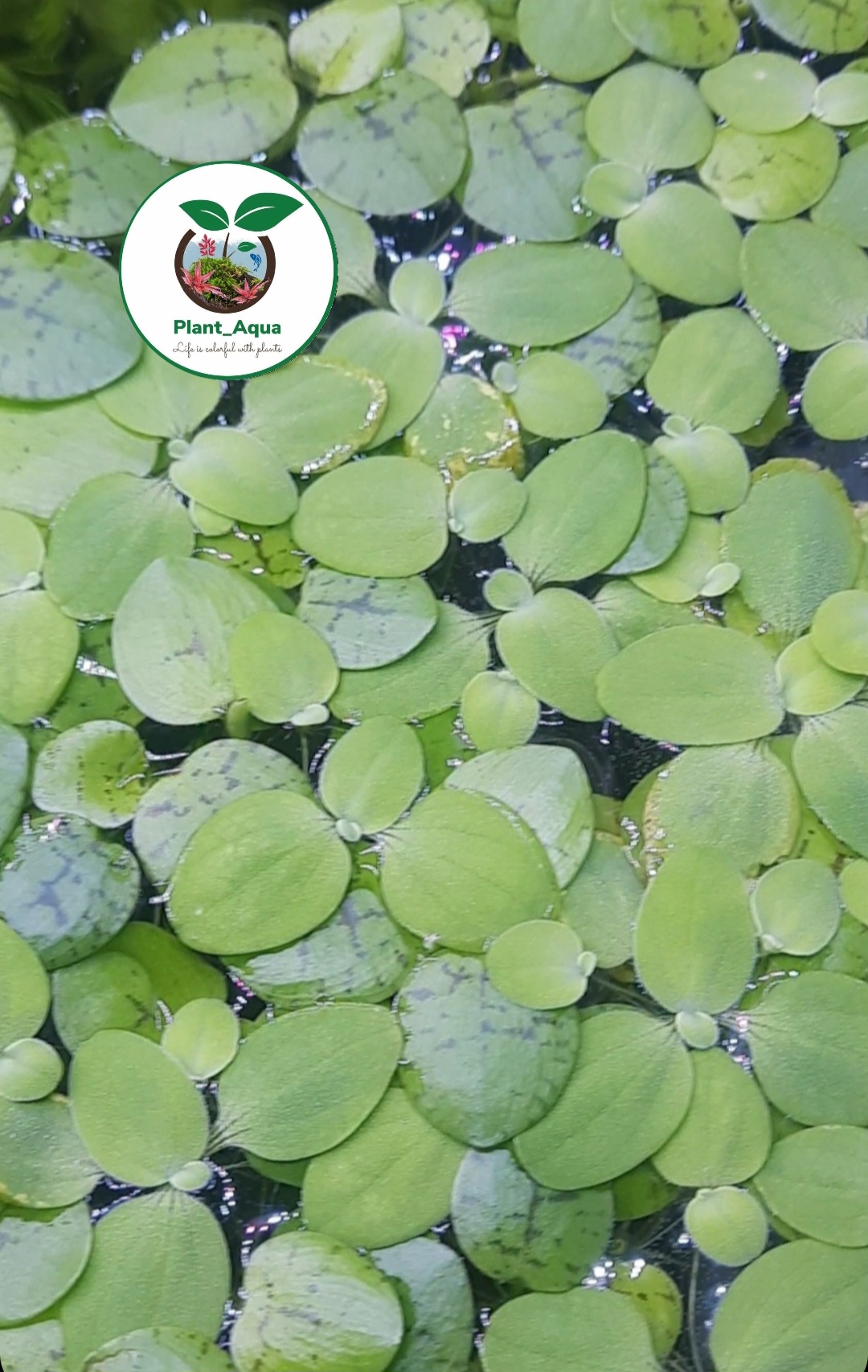 گیاه کاهوی آبی