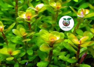 گیاه آکواریومی روتالا بونسای یا روتالا ایندیکا / Rotala indica Bonsai