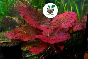 گیاه نیلوفر تایگر/ tiger lotus