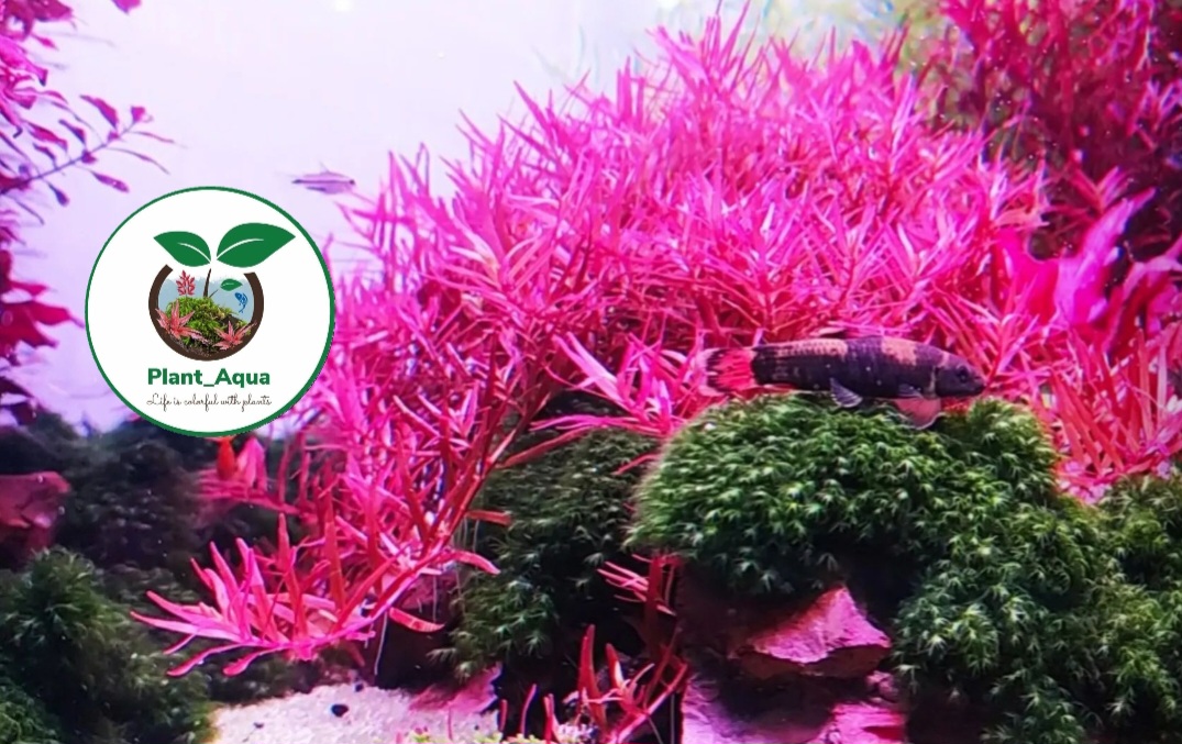 گیاه طبیعی آکواریوم روتالا اچرا - تصویر 4