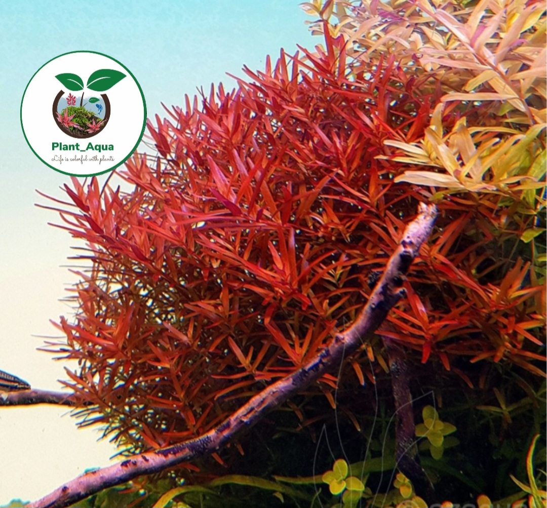 گیاه طبیعی آکواریوم روتالا اچرا - تصویر 2