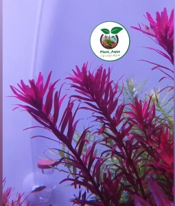 گیاه طبیعی روتالا ویتنام اچ را Rotala Vietnam H’ra