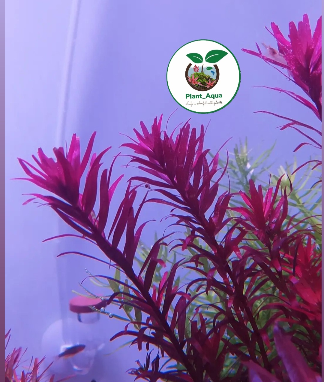 گیاه طبیعی آکواریوم روتالا اچرا