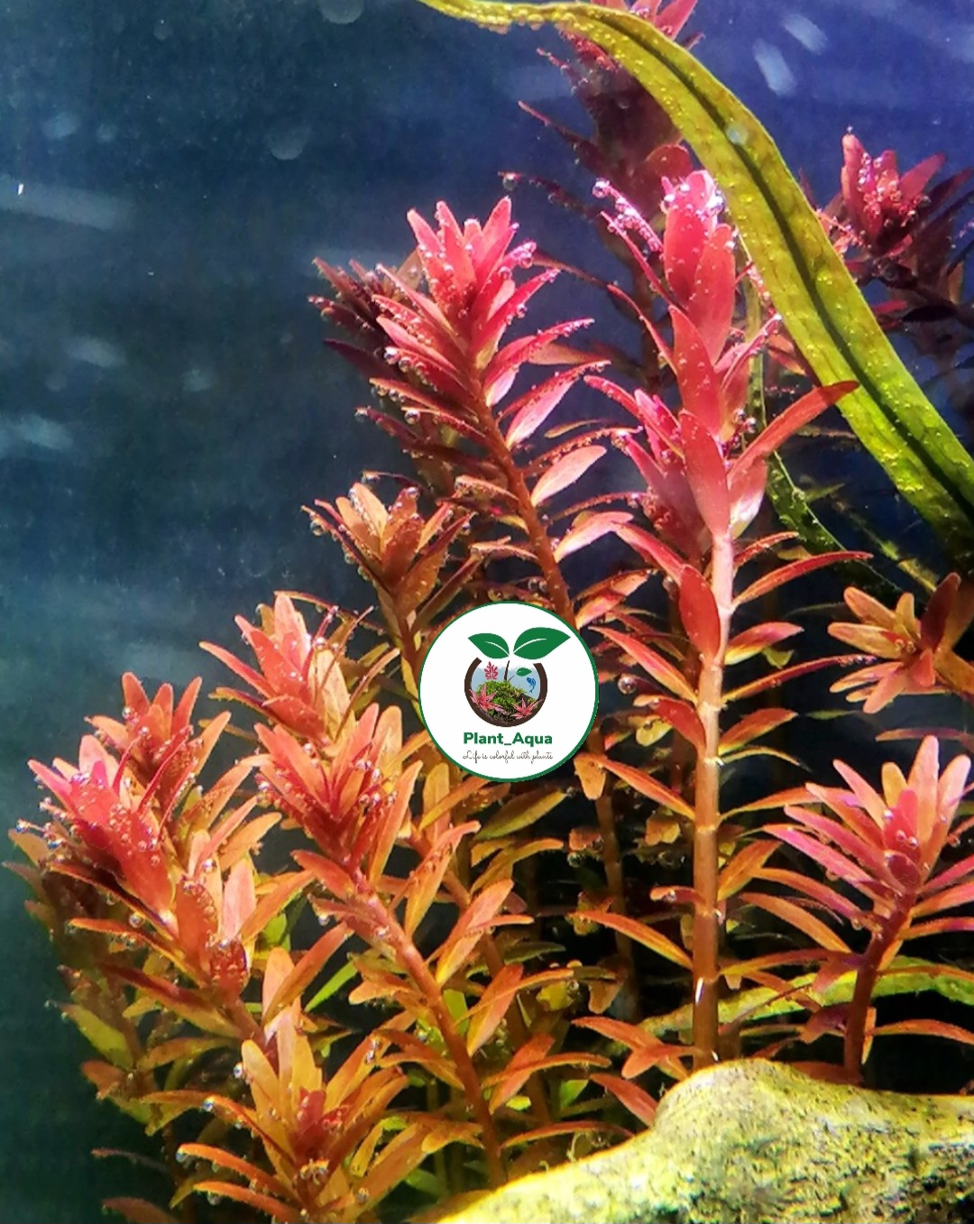 گیاه طبیعی آکواریوم روتالا اچرا - تصویر 3