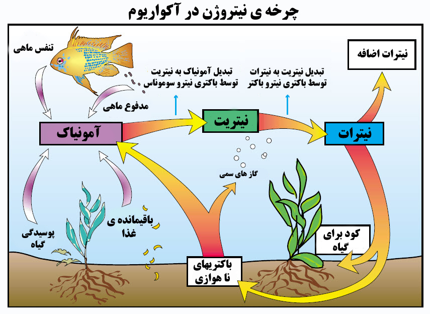 سیکل ازت یا چرخه نیتروژن در آکواریوم