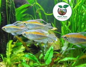 ماهی تترای کنگو Congo tetra