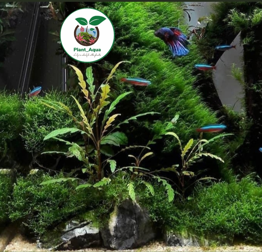 گیاه آکواریومی هایگروفیلا پیناتیفیدا Hygrophila Pinnatifida