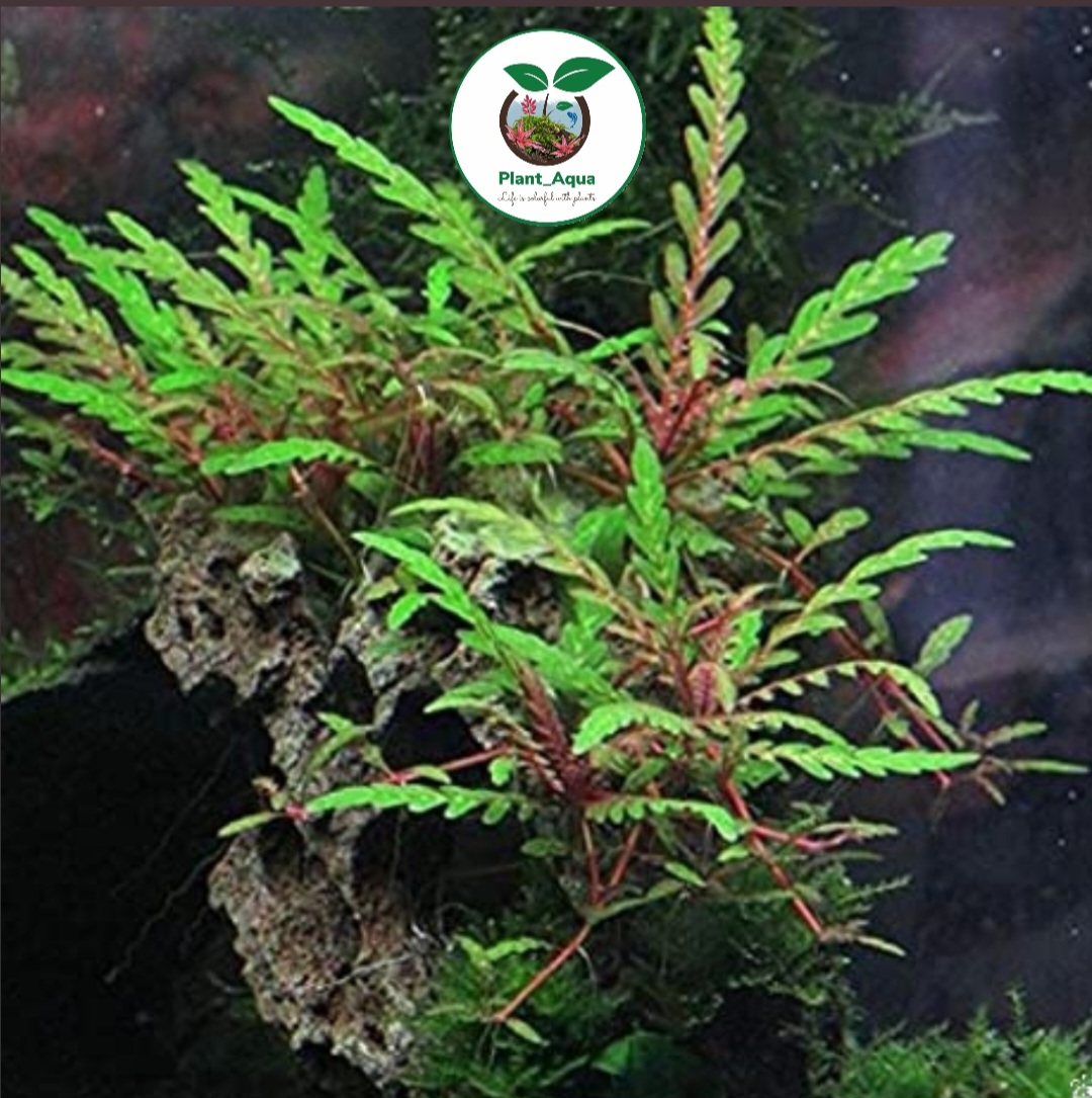 گیاه آکواریومی هایگروفیلا پیناتیفیدا / Hygrophila Pinnatifid - تصویر 2