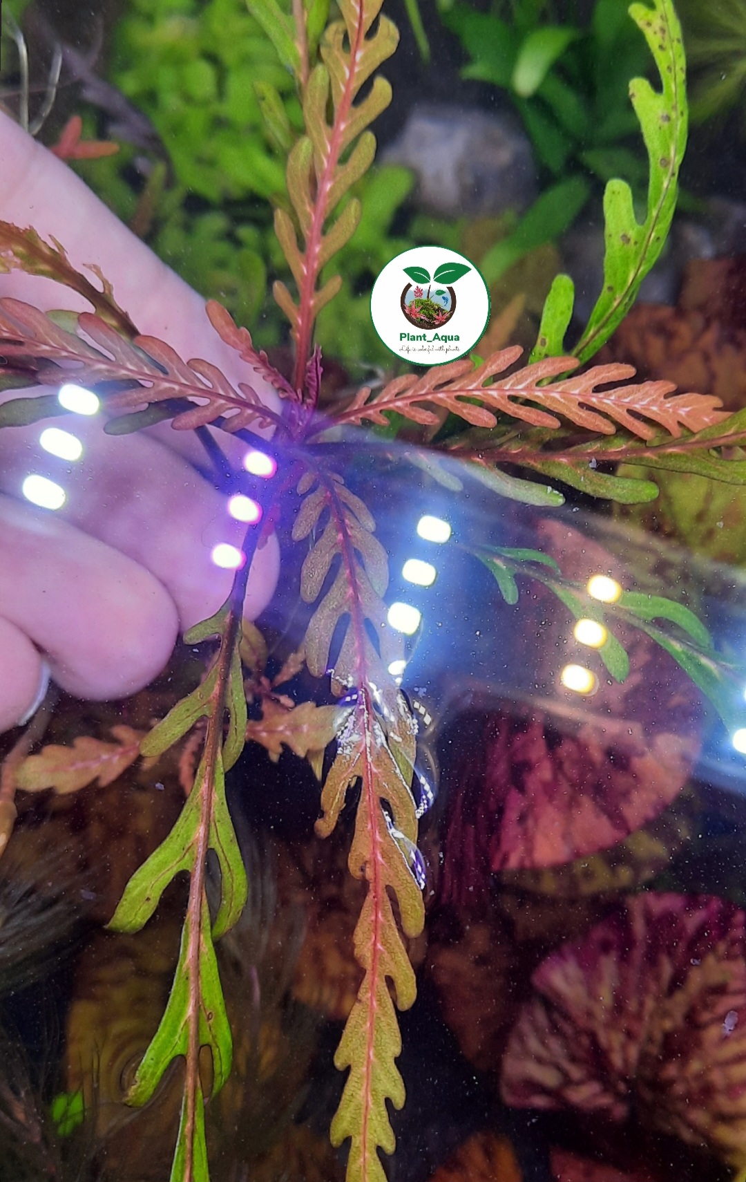 گیاه آکواریومی هایگروفیلا پیناتیفیدا / Hygrophila Pinnatifid - تصویر 4