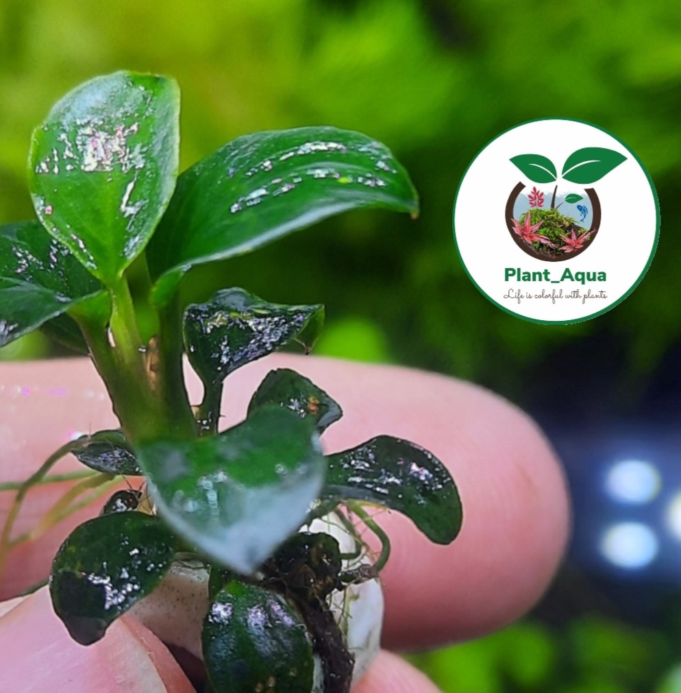 گیاه زببای آنوبیاس مینیاتوری / ANUBIS - تصویر 2