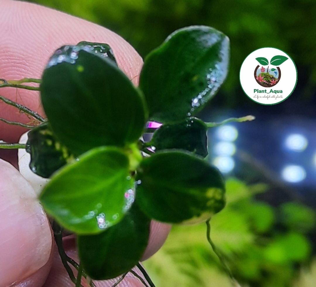 گیاه آنوبیاس مینیاتوری ANUBIS