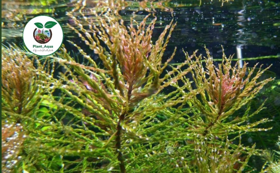 گیاه لودویجیا توایستر یا لودویجیا چرخان معروف به تورنادو