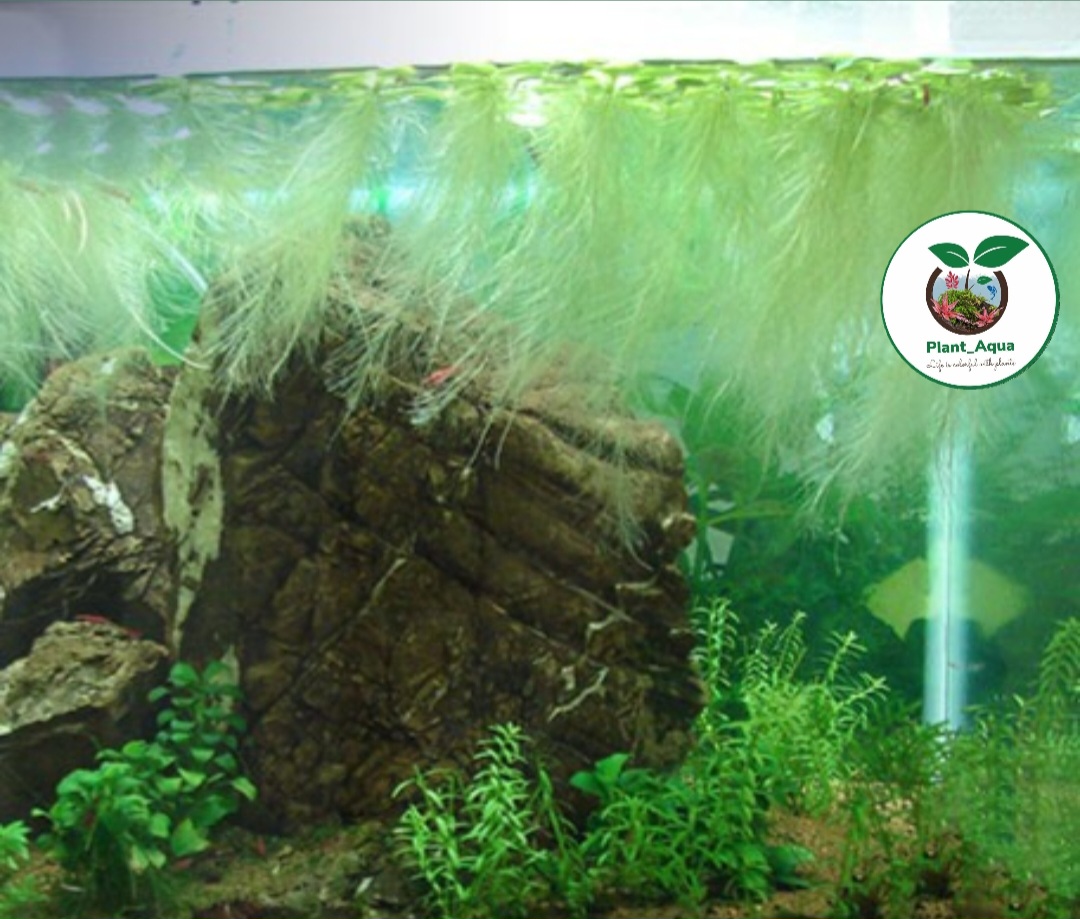 گیاه مقاوم کاهوی آبی - تصویر 2