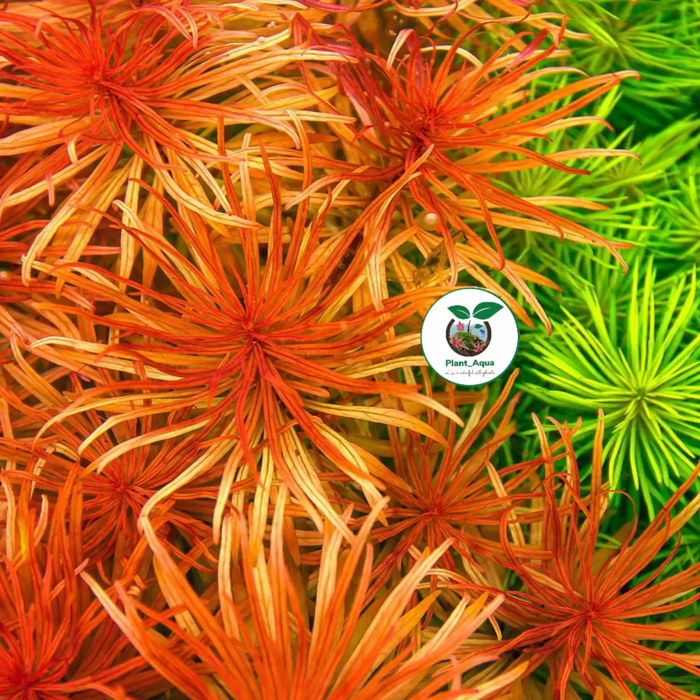 گیاه آبزی - لودویجیا پانتانال (Ludwigia Pantanal) - تصویر 4