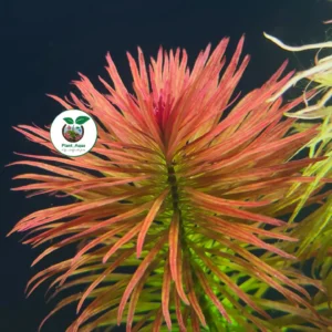 گیاه آبزی - لودویجیا پانتانال (Ludwigia Pantanal)