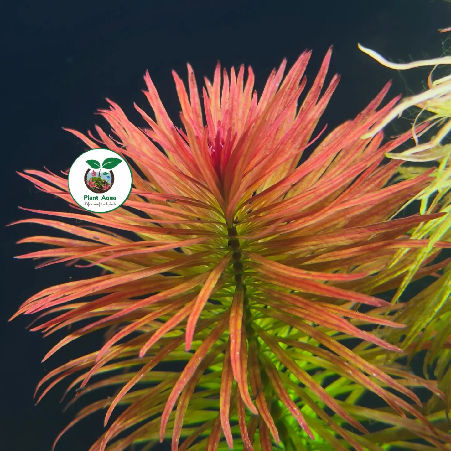 گیاه آبزی - لودویجیا پانتانال (Ludwigia Pantanal)
