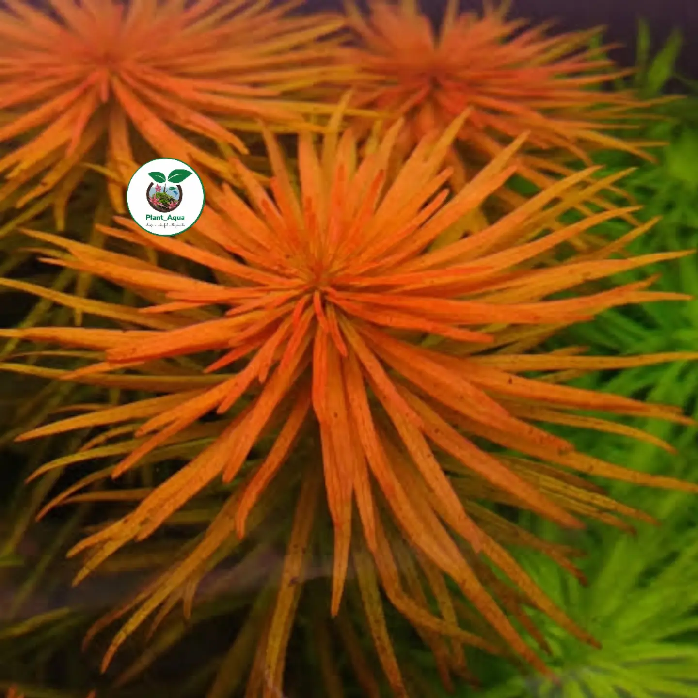 گیاه آبزی - لودویجیا پانتانال (Ludwigia Pantanal) - تصویر 2