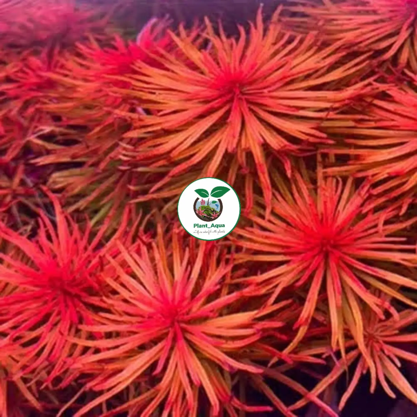 گیاه آبزی پلنت - لودویجیا پانتانال (Ludwigia Pantanal)