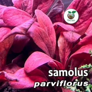 گیاه آکواریوم سامولوس پارویفلروس/ samolus parviflorus