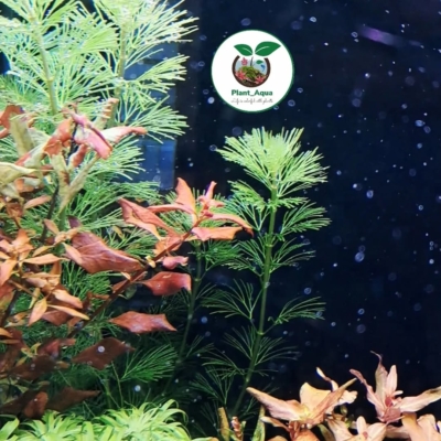 گیاه آبزی آکواریوم پلنت کابومبا گرین کارولینا / cabomba caroliniana