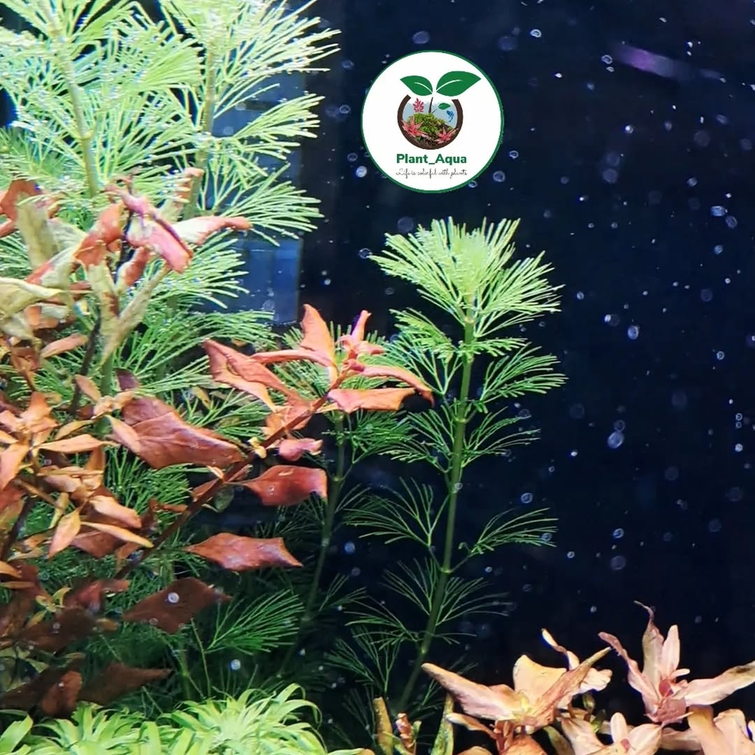 گیاه آبزی آکواریوم پلنت کابومبا گرین کارولینا / cabomba caroliniana