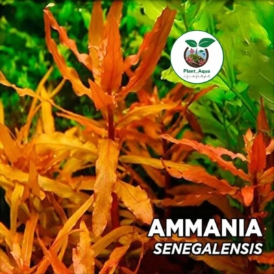 گیاه آبزی آکواریوم پلنت آمانیا سنگالنسیس / Ammannia Senegalensis