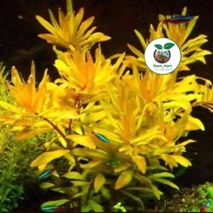 آمانیا ساقه طلایی(نسیا گلد)/ammannia nasaea pedicellata golden