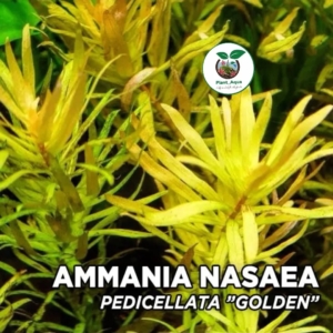 گیاه آبزی آکواریوم پلنت آمانیا پدیسلاتا ‘طلایی’ نسا گلد Ammannia pedicellata ‘Golden
