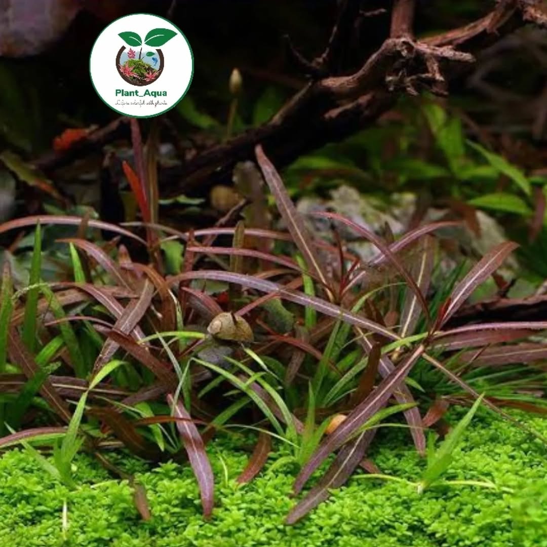 گیاه آکواریوم هگروفلیا آرگوایا / Hygrophila araguaia - تصویر 2