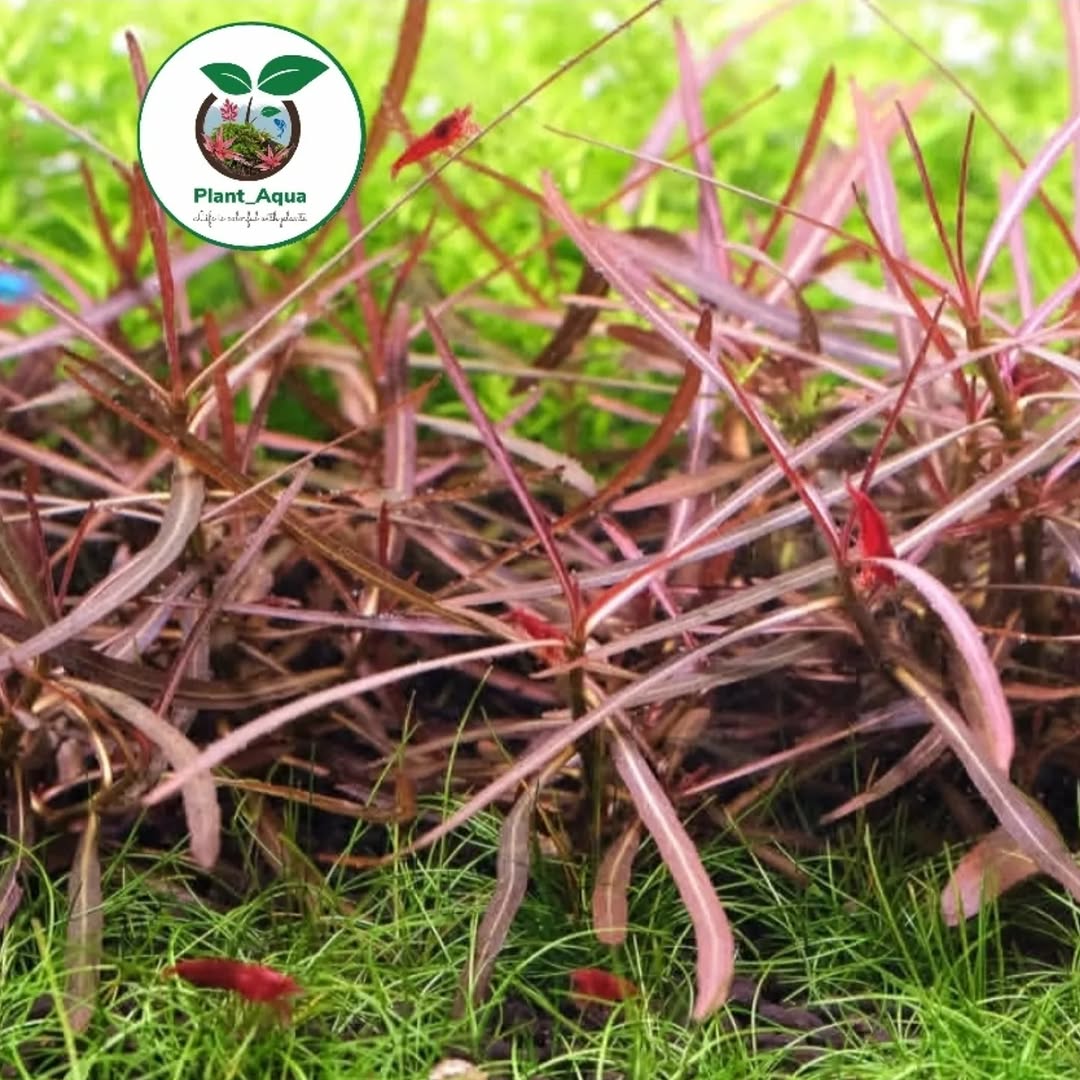 گیاه آکواریوم هگروفلیا آرگوایا / Hygrophila araguaia