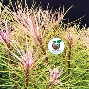 خاص ترین گیاه آکواریومی استرالیس استلاتا - Eusteralis-Stellata