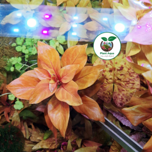 گیاه آبزی آکواریوم پلنت لودوجیا ریپنس Ludwigia Repens ( پک 3 شاخه)