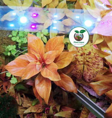 گیاه آبزی آکواریوم پلنت لودوجیا ریپنس Ludwigia Repens ( پک 3 شاخه)