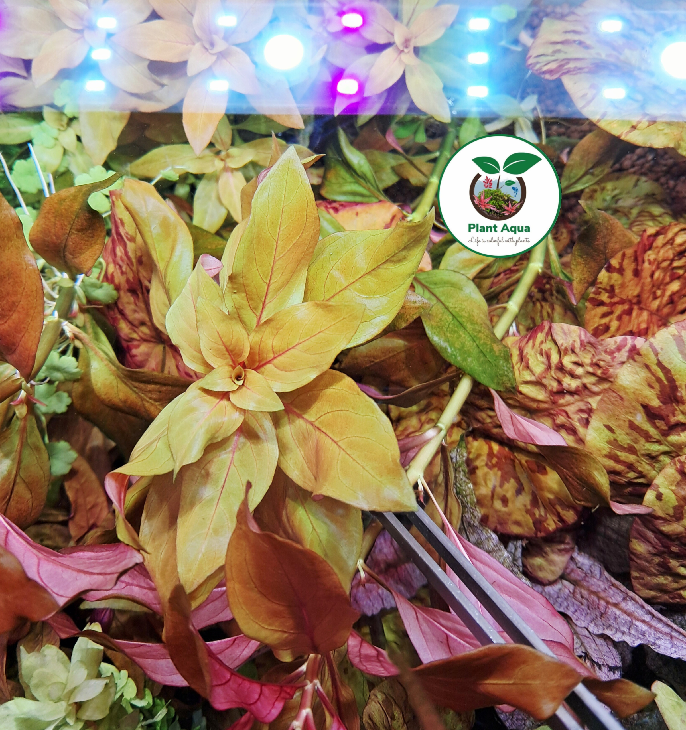 گیاه آبزی آکواریوم پلنت لودوجیا ریپنس Ludwigia Repens ( پک 3 شاخه) - تصویر 2