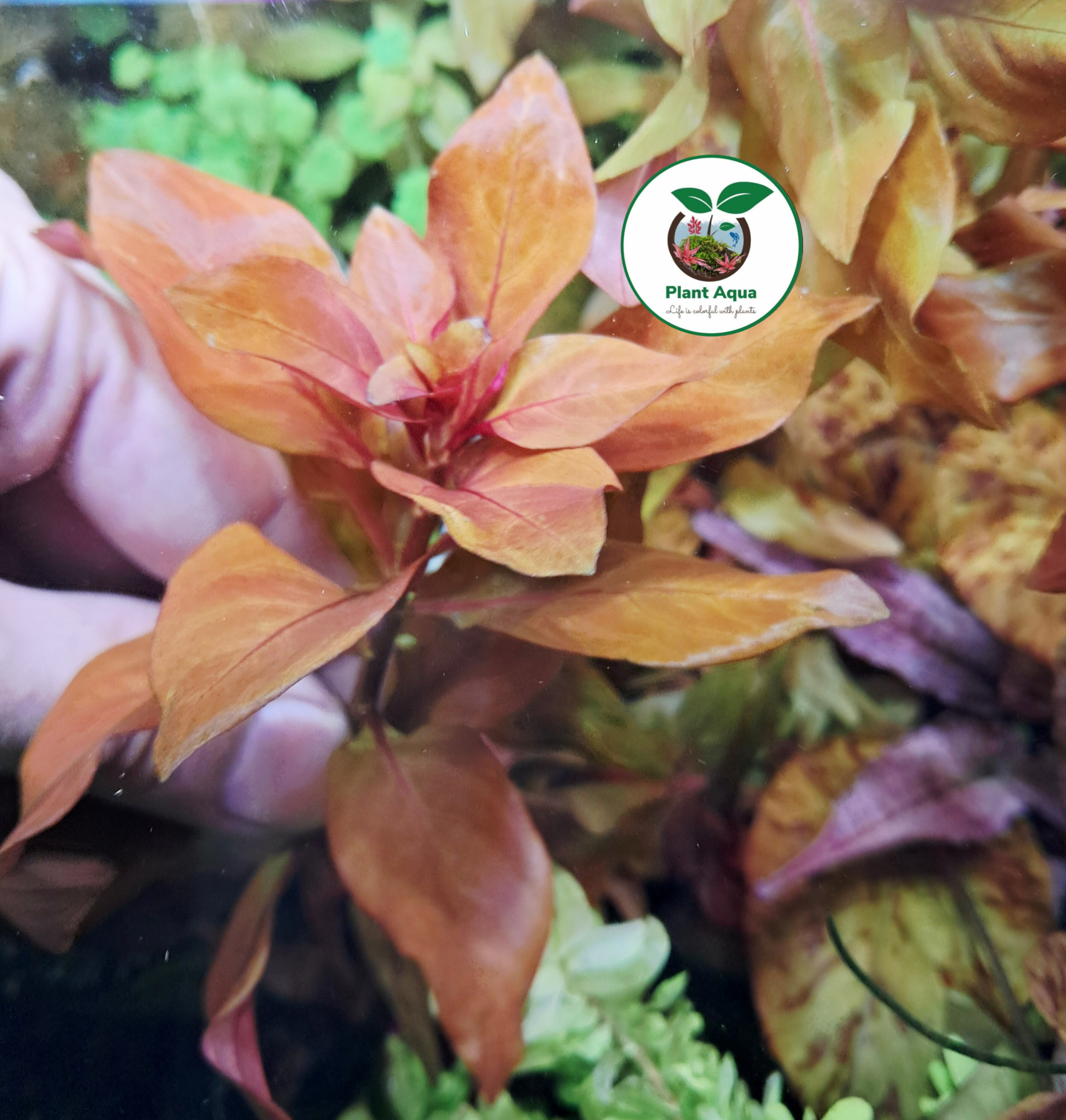 گیاه آبزی آکواریوم پلنت لودوجیا ریپنس Ludwigia Repens ( پک 3 شاخه) - تصویر 3
