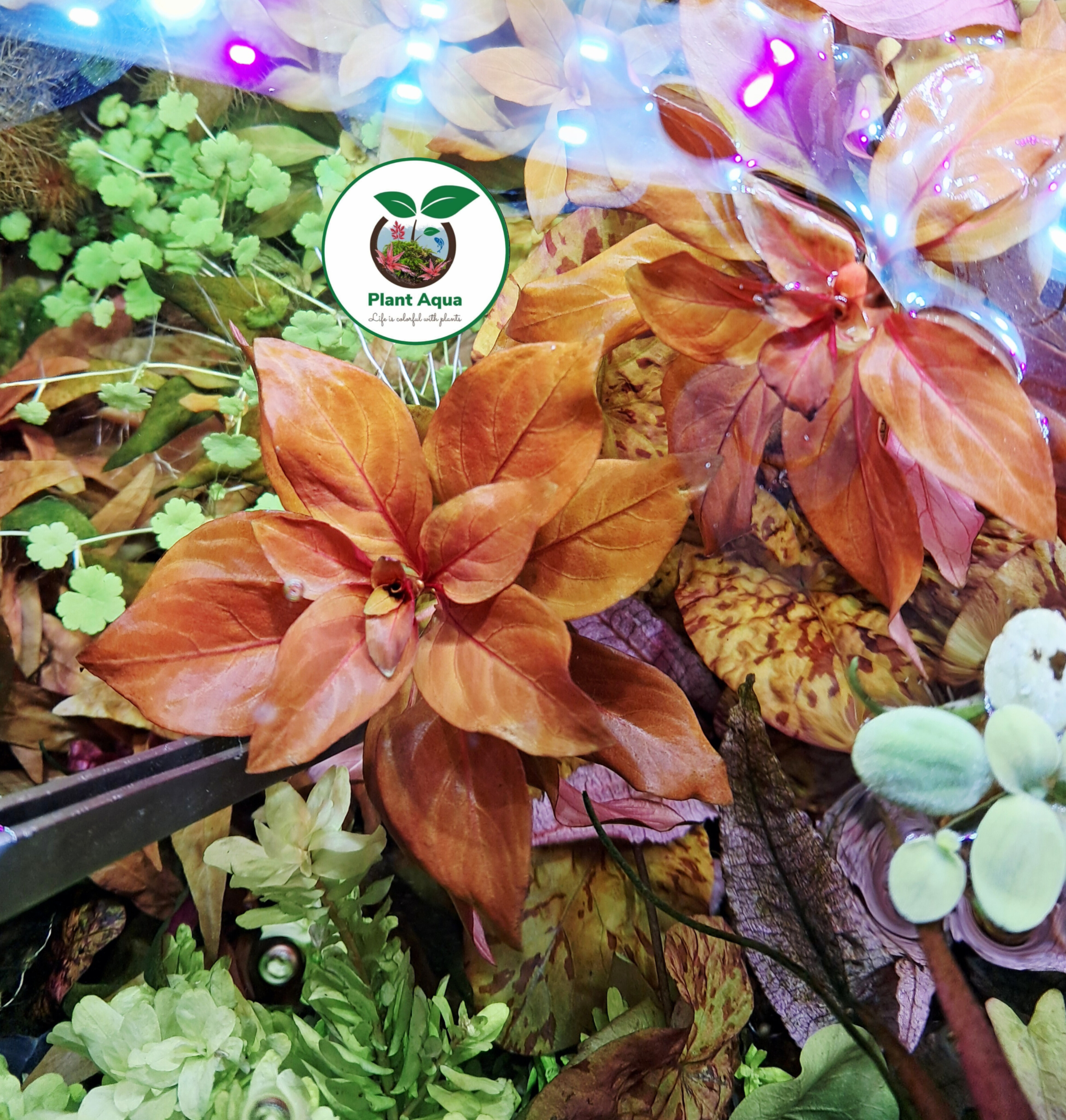گیاه آبزی آکواریوم پلنت لودوجیا ریپنس Ludwigia Repens ( پک 3 شاخه) - تصویر 4
