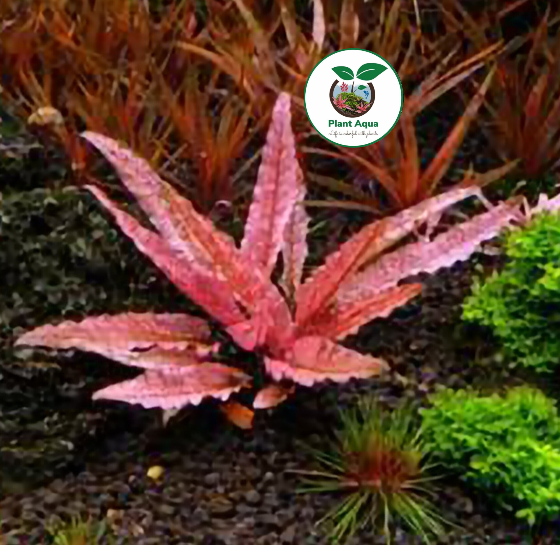 گیاه کریپتون فلامینگو صورتی Cryptocoryne Flamingo