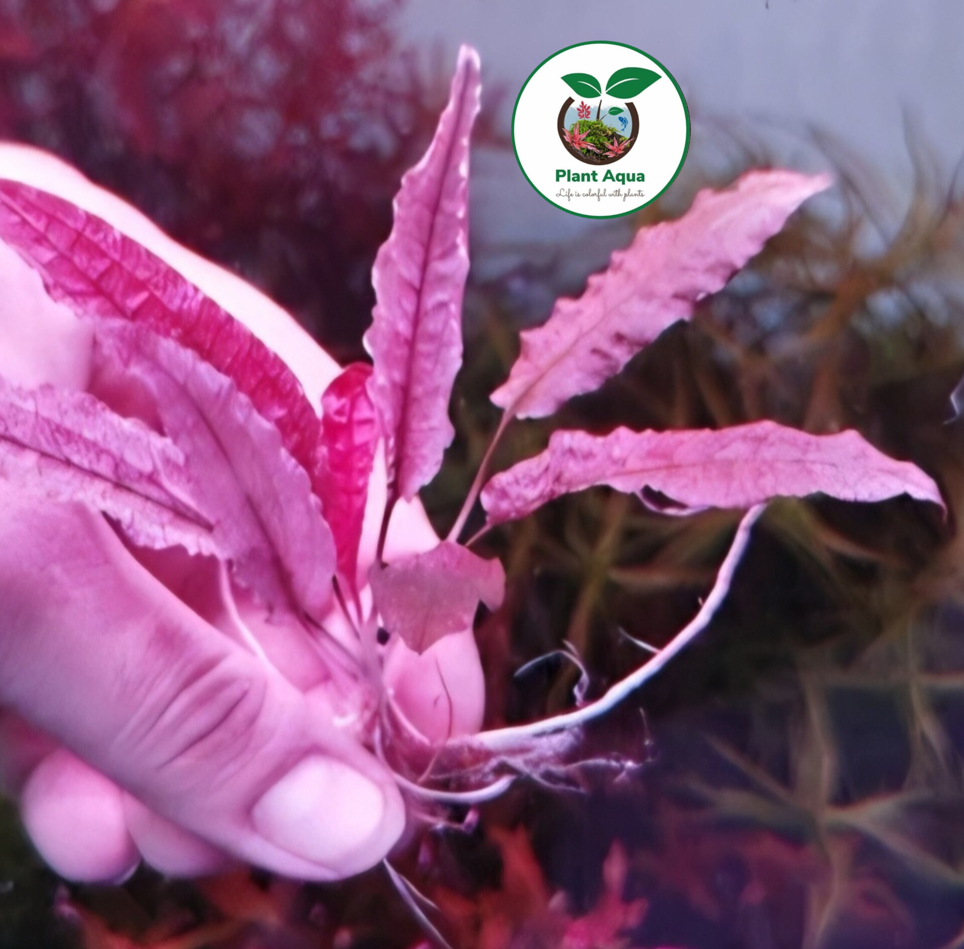 گیاه کریپتون فلامینگو صورتی Cryptocoryne Flamingo - تصویر 2
