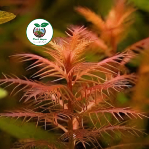 گیاه پروسرپیناکا پالوستریس Proserpinaca Palustris