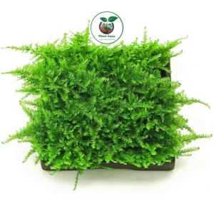 گیاه آبزی آکواریوم پلنت خزه کریسمس Vesicularia montagnei
