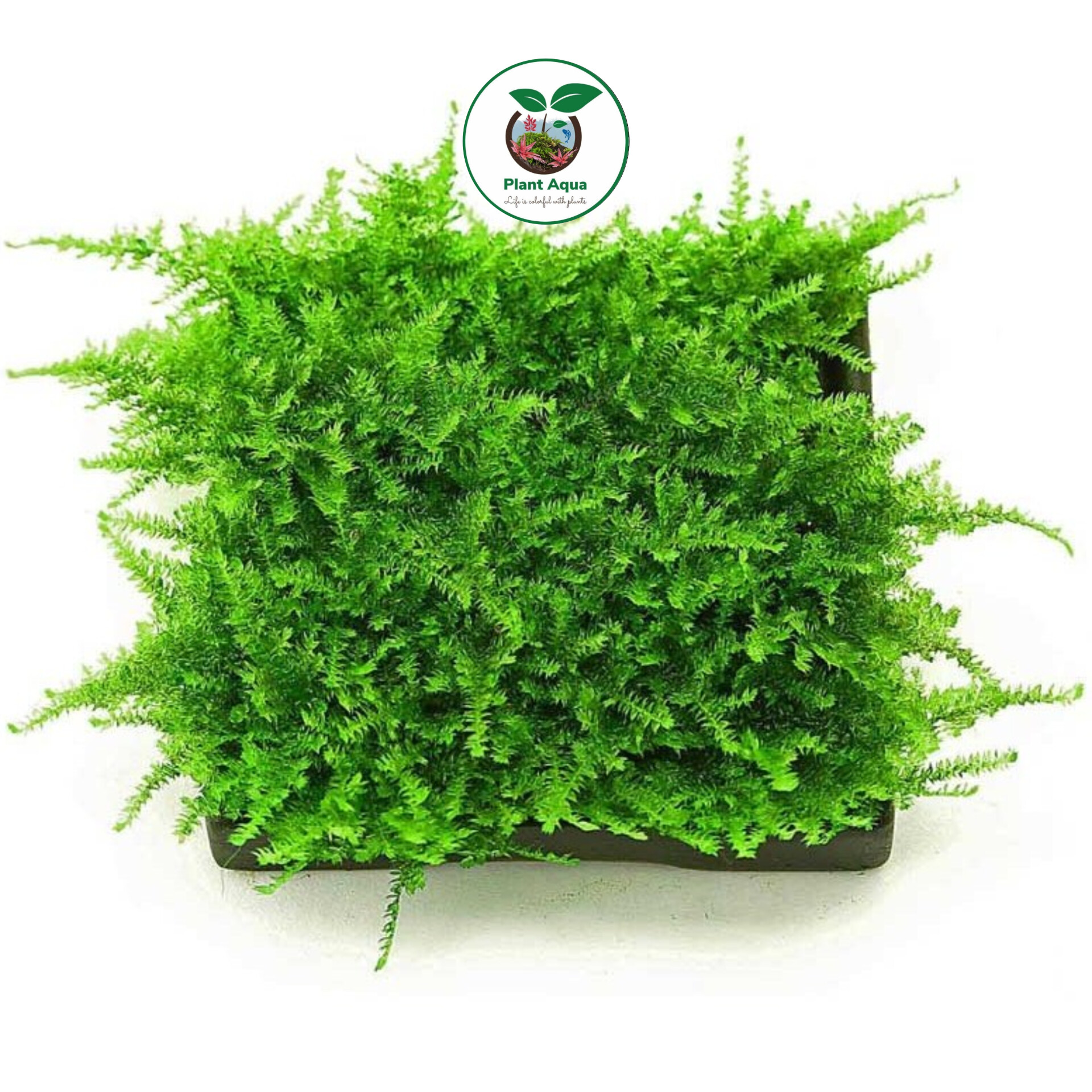 گیاه آبزی آکواریوم پلنت خزه کریسمس Vesicularia montagnei
