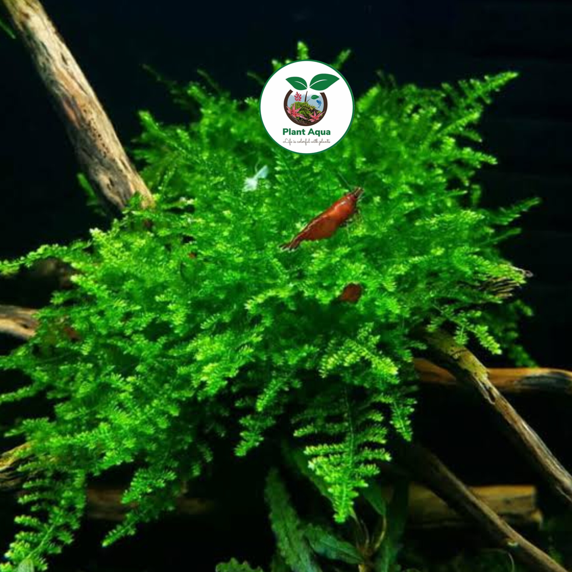 گیاه آبزی آکواریوم پلنت خزه کریسمس Vesicularia montagnei - تصویر 2
