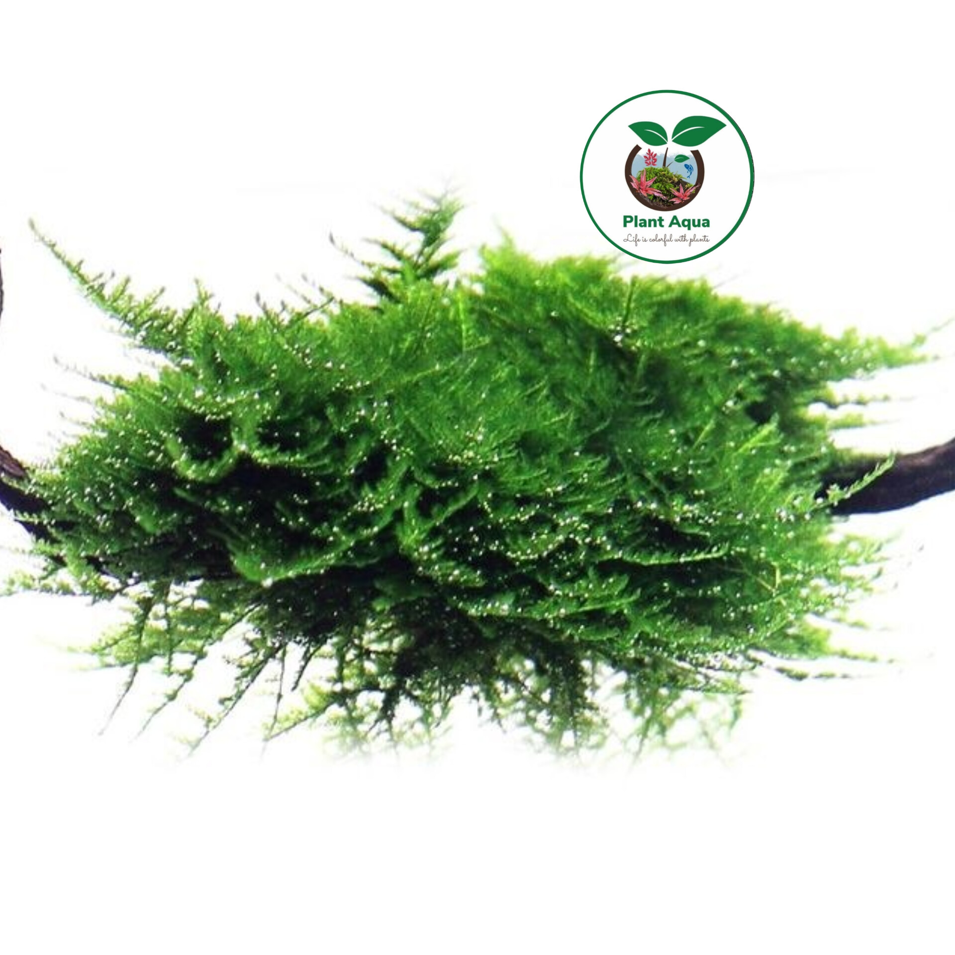 گیاه آبزی آکواریوم پلنت خزه کریسمس Vesicularia montagnei - تصویر 3